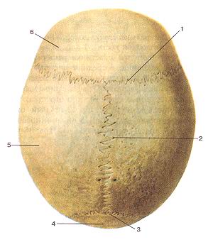  
  Рис. 45. Крыша (свод) черепа (fornix cranii, s. calvaria). Вид сверху. 1-венечный 
  шов; 2-сагиттальный шов; 3-ламбдовидный шов; 4-затылочная кость (чешуя); 5-теменная 
  кость; 6-лобная кость.
  Fig. 45. Fornix cranii, s. calvaria. Вид сверху.
  l-sutura coronalis; 2-sutura sagittalis; 3-sutura lambdoidca; 4-os occipitale 
  (squama occipitalis); 5-os parietale; 6-os frontale.
  Fig. 45. Calvaria (cranial roof). Superior aspect. I -coronal suture; 2-sagittal 
  suture; 3-lambdoid suture; 4-occipital bone (squamous part); 5-parietal bone; 
  6-frontal bone.